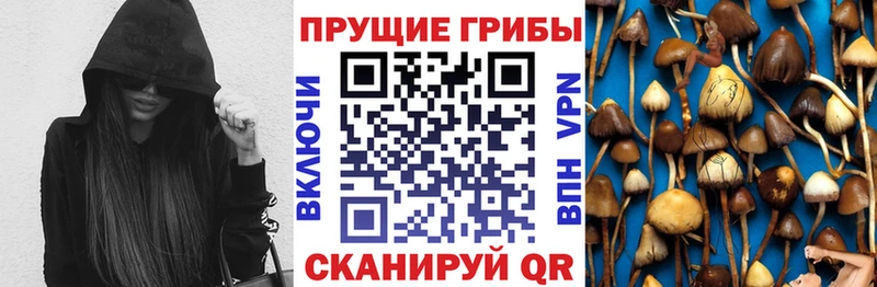 Псилоцибиновые грибы мухоморы  купить наркотики сайты  Каргат 